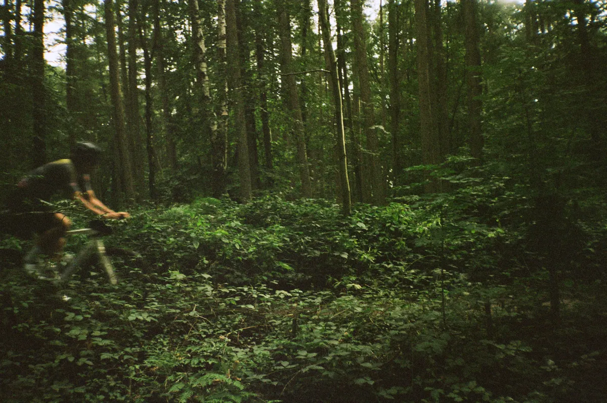 Zooming through the Fladers forests