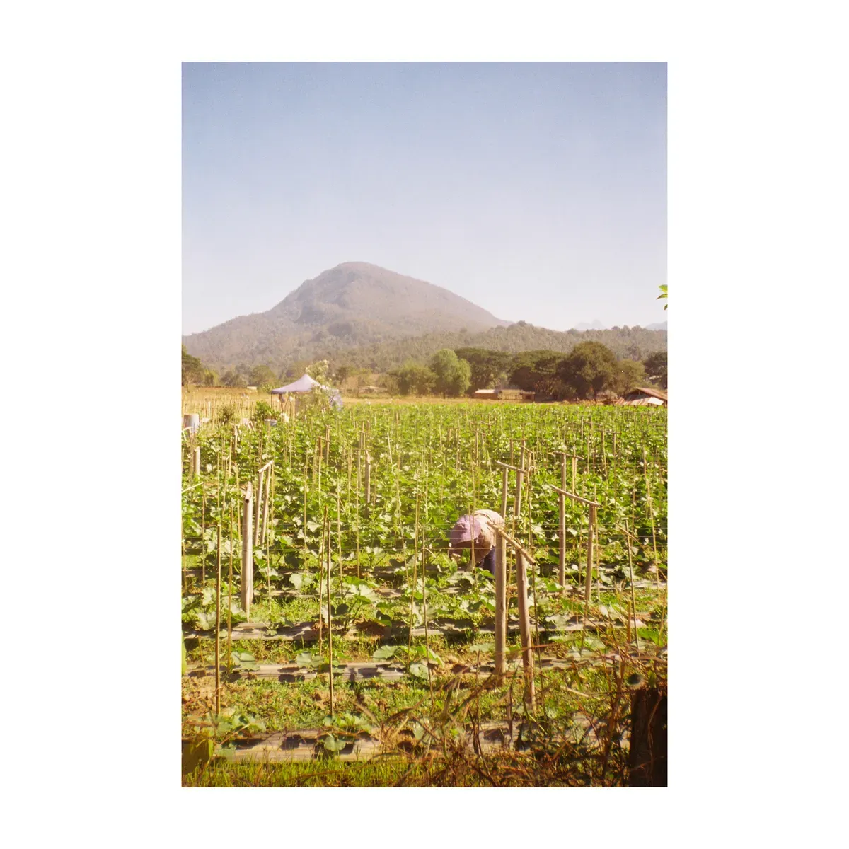 Farmers in Mueang Kong